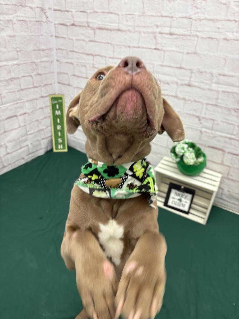 Enlarge Sir Waggington, a Adoptable mixed breed in Detroit, MI image 3/6