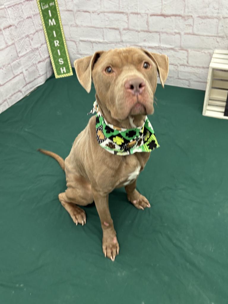 Enlarge Sir Waggington, a Adoptable mixed breed in Detroit, MI image 4/6