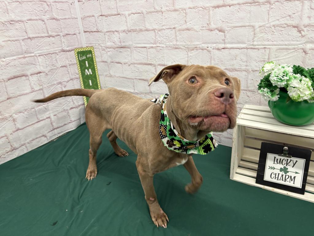 Enlarge Sir Waggington, a Adoptable mixed breed in Detroit, MI image 5/6