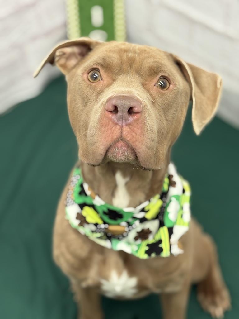 Enlarge Sir Waggington, a Adoptable mixed breed in Detroit, MI image 6/6