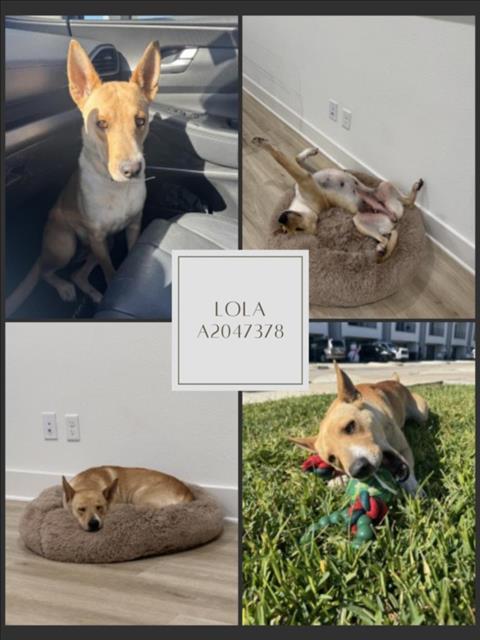Enlarge LOLA, a Adoptable mixed breed in Houston, TX image 1/1