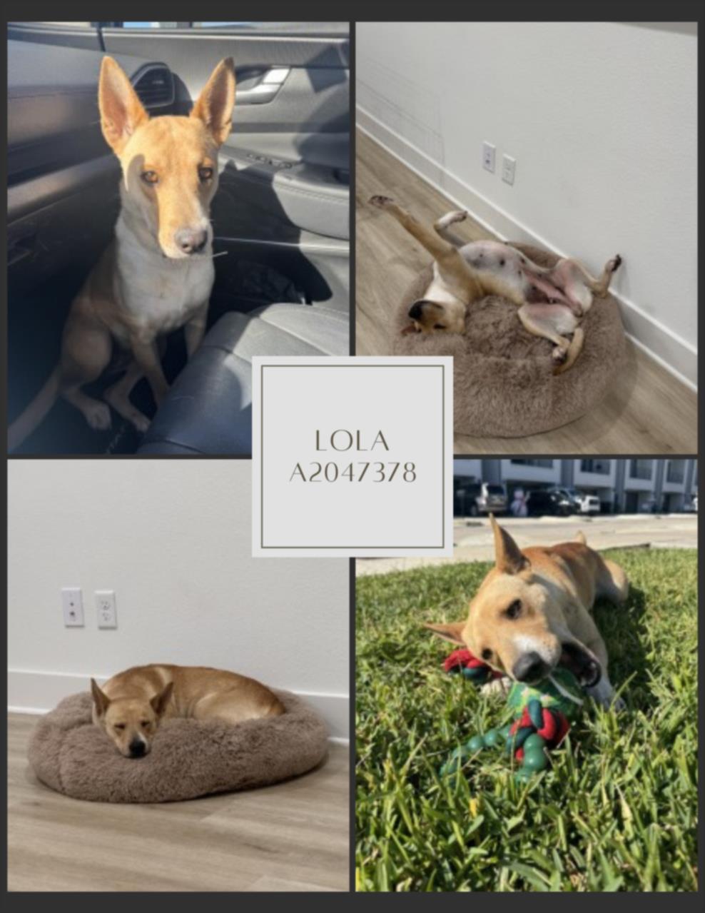 LOLA, Adoptable, Young Female Labrador Retriever & Mixed Breed.