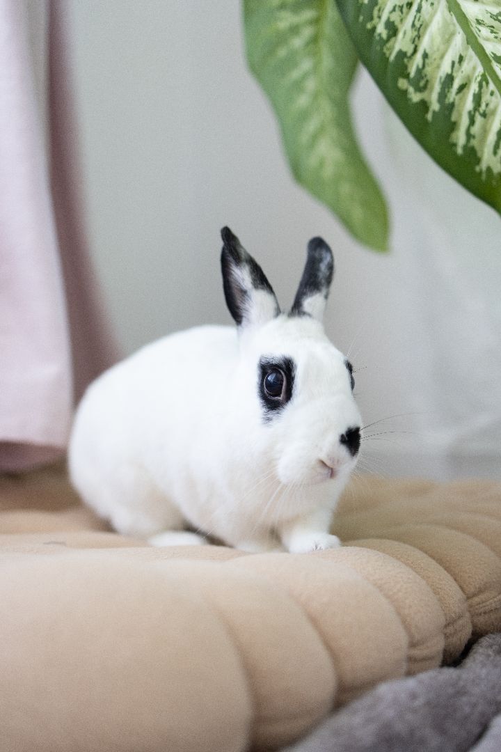 Love Bug, a Adoptable mixed breed in Los Angeles, CA image 1/6