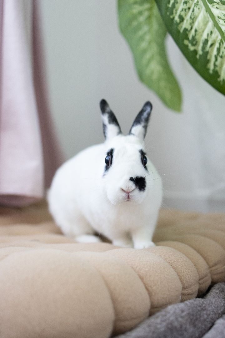 Love Bug, a Adoptable mixed breed in Los Angeles, CA image 2/6