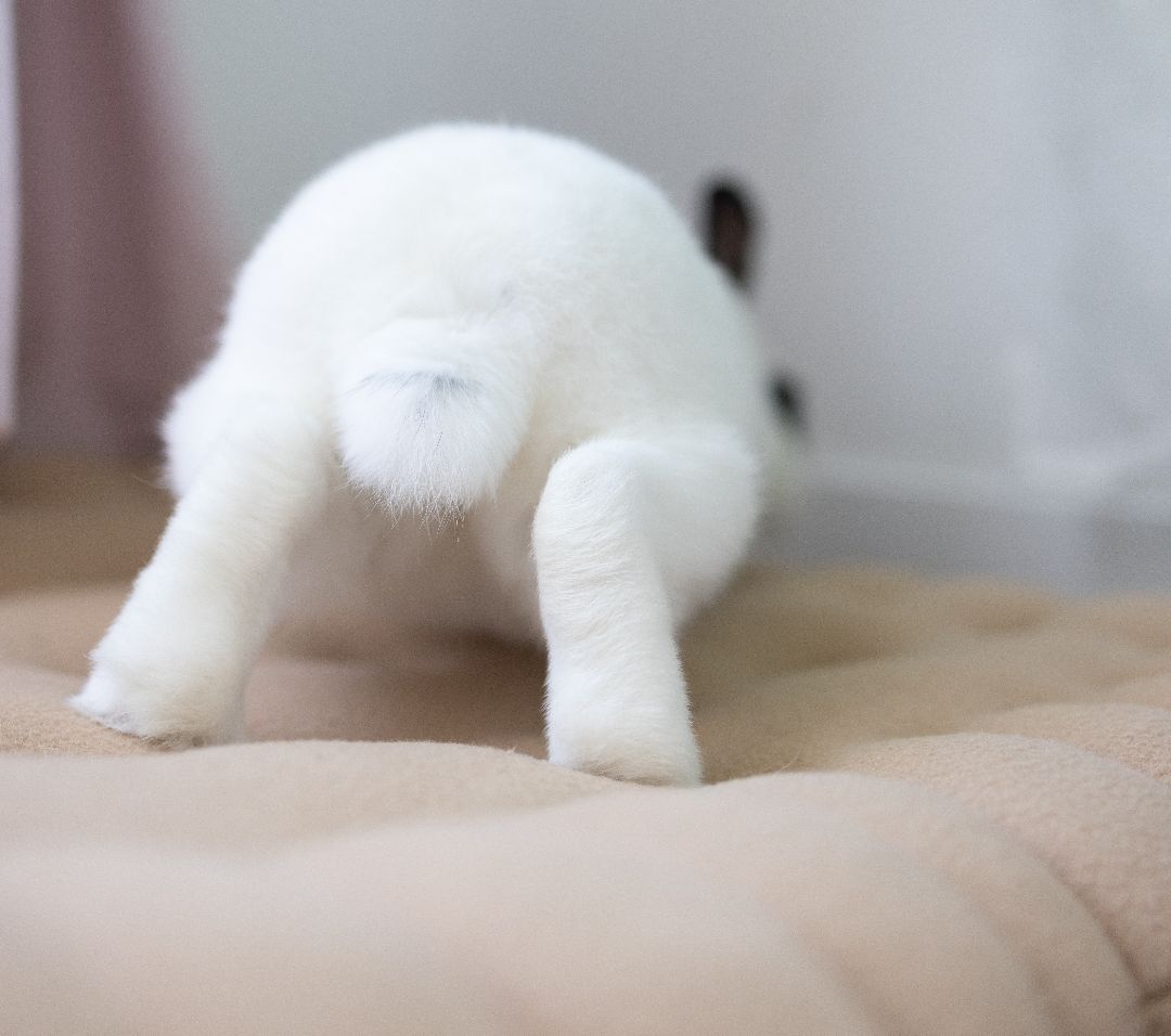 Love Bug, a Adoptable mixed breed in Los Angeles, CA image 5/6