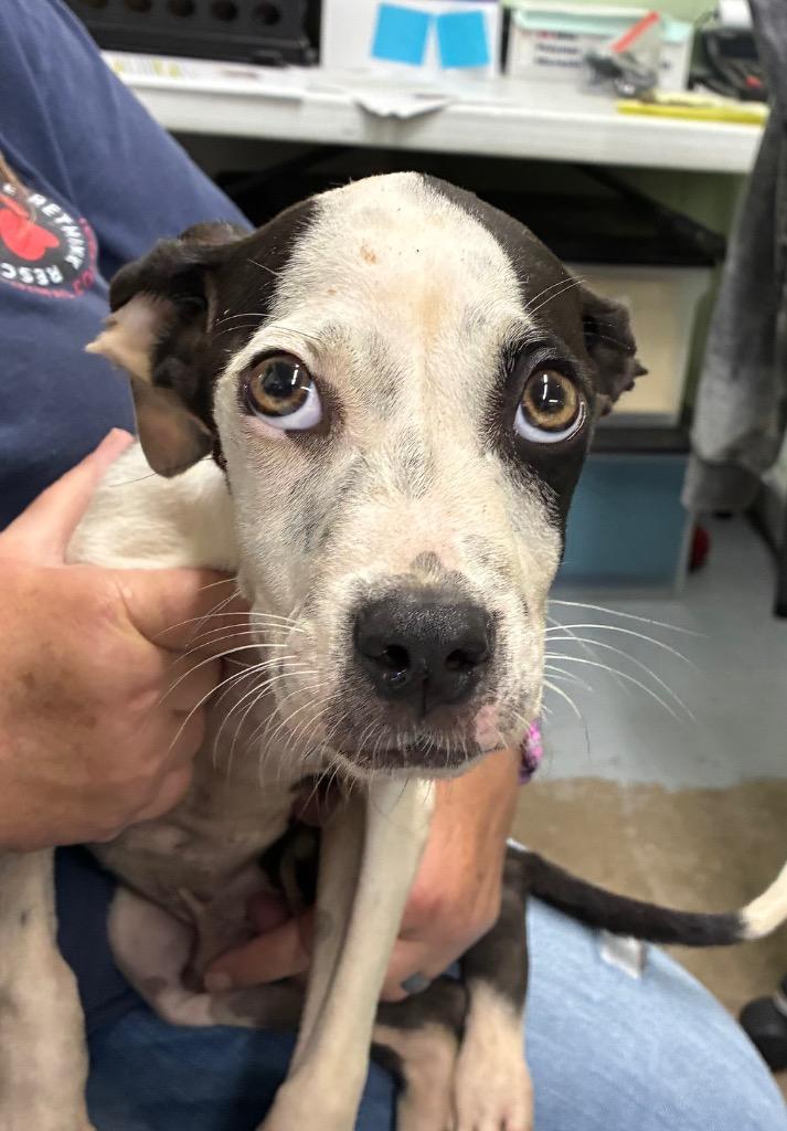Cruz, Adoptable, Puppy Male Mixed Breed.