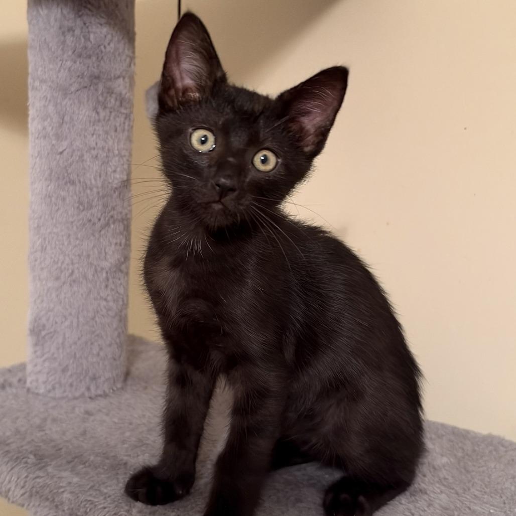 Bodhi, Adopted, Kitten Male Domestic Short Hair.