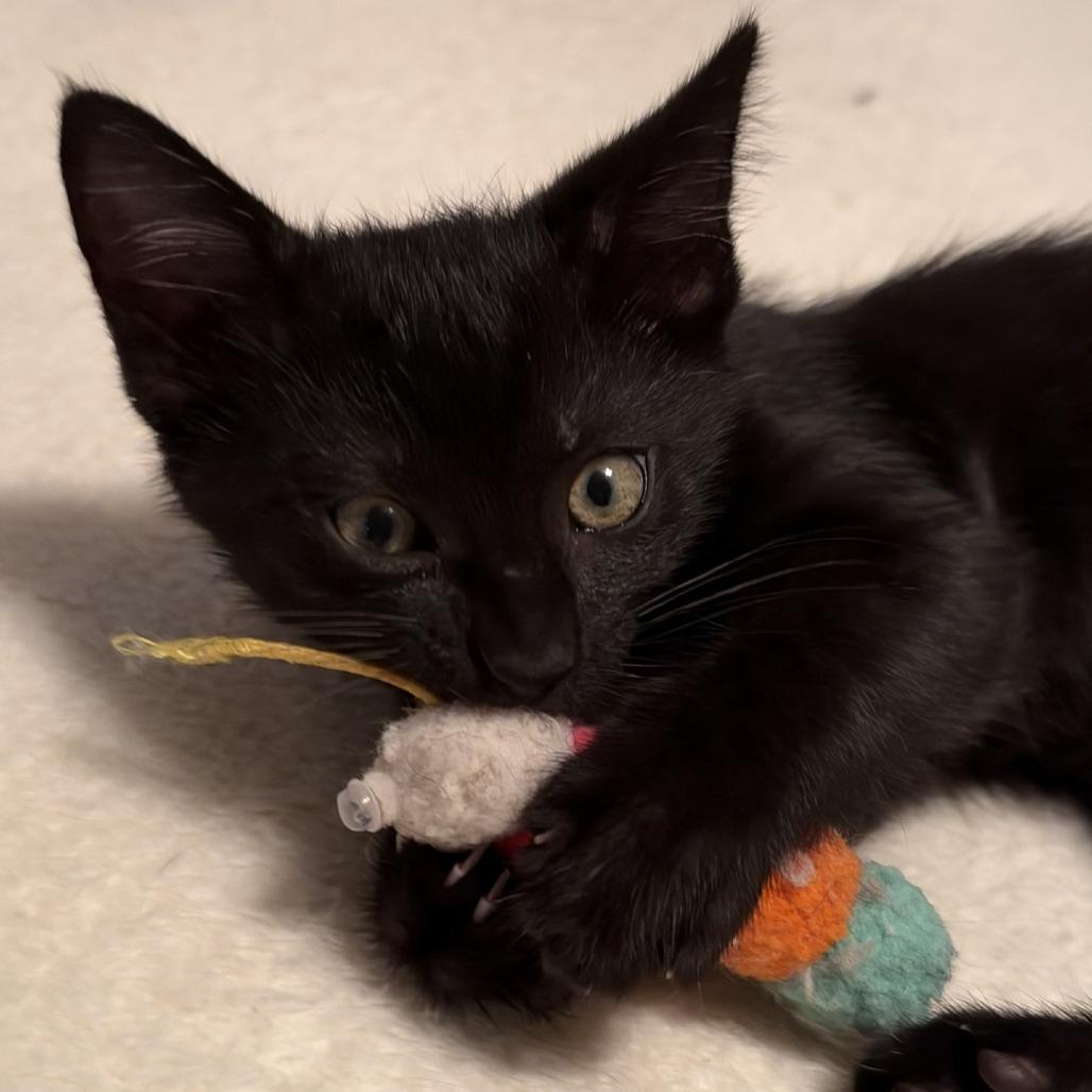 Enlarge Bodhi, a Adopted Domestic Short Hair in Peachtree City, GA image 2/6