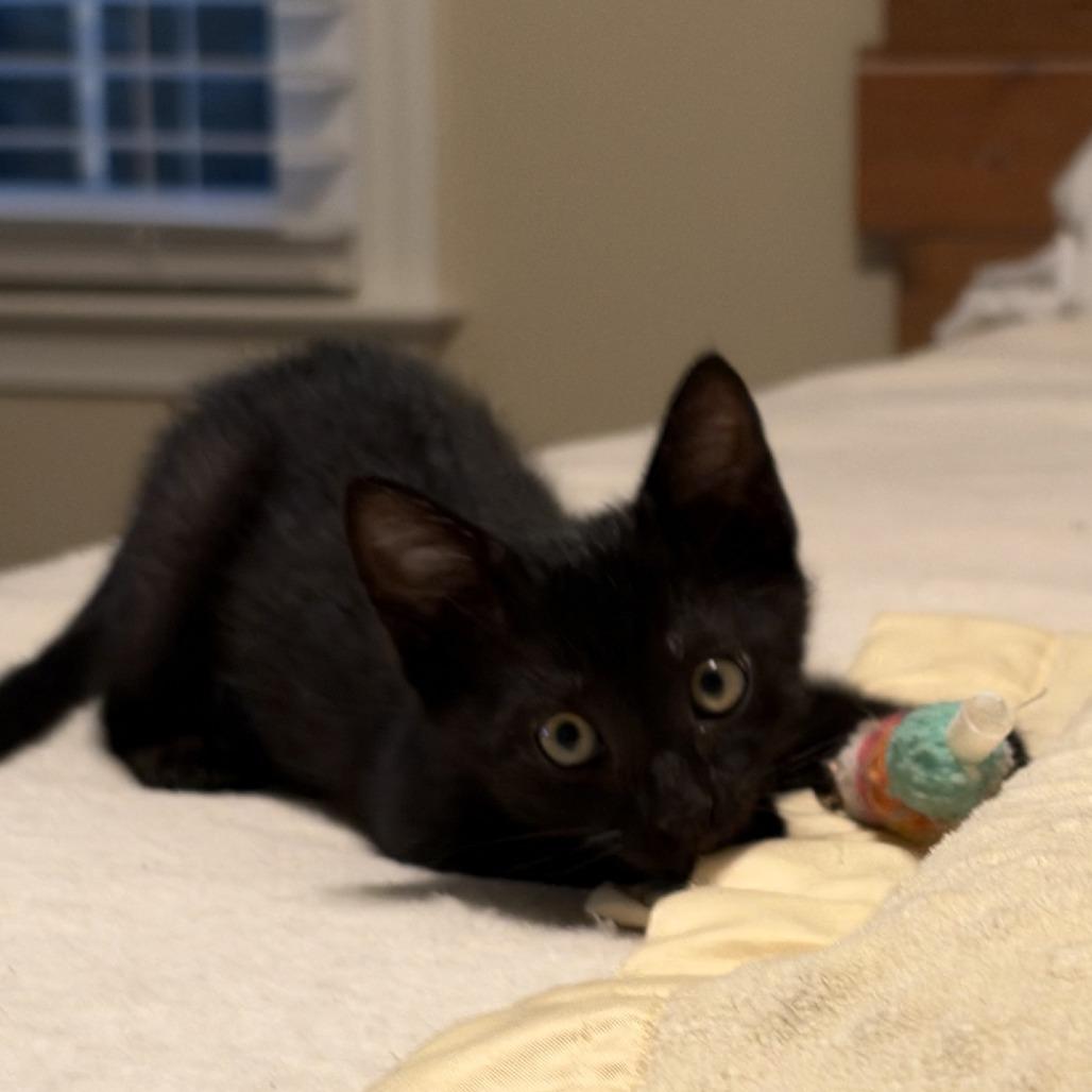 Enlarge Bodhi, a Adopted Domestic Short Hair in Peachtree City, GA image 3/6