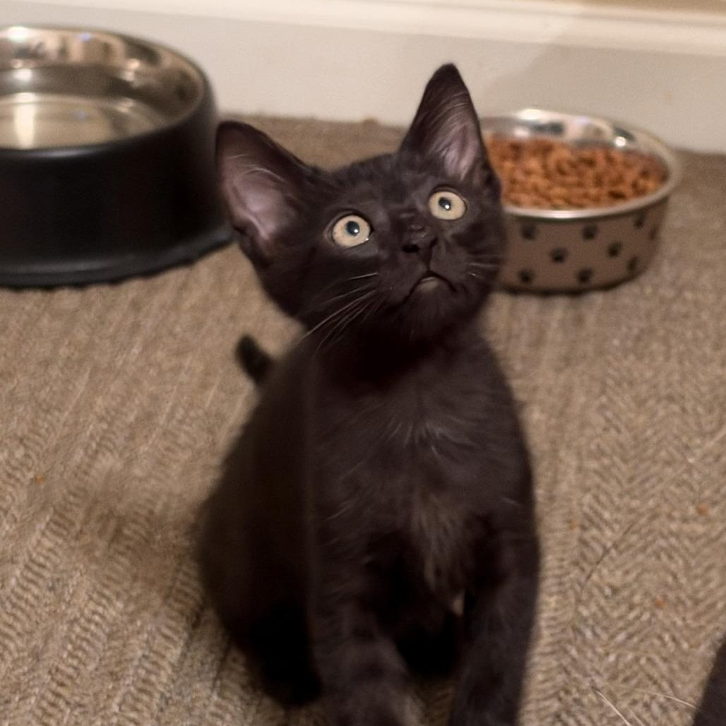 Enlarge Bodhi, a Adopted Domestic Short Hair in Peachtree City, GA image 4/6