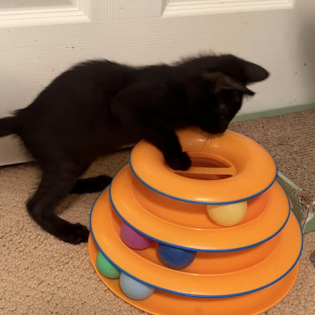Enlarge Bodhi, a Adopted Domestic Short Hair in Peachtree City, GA image 5/6