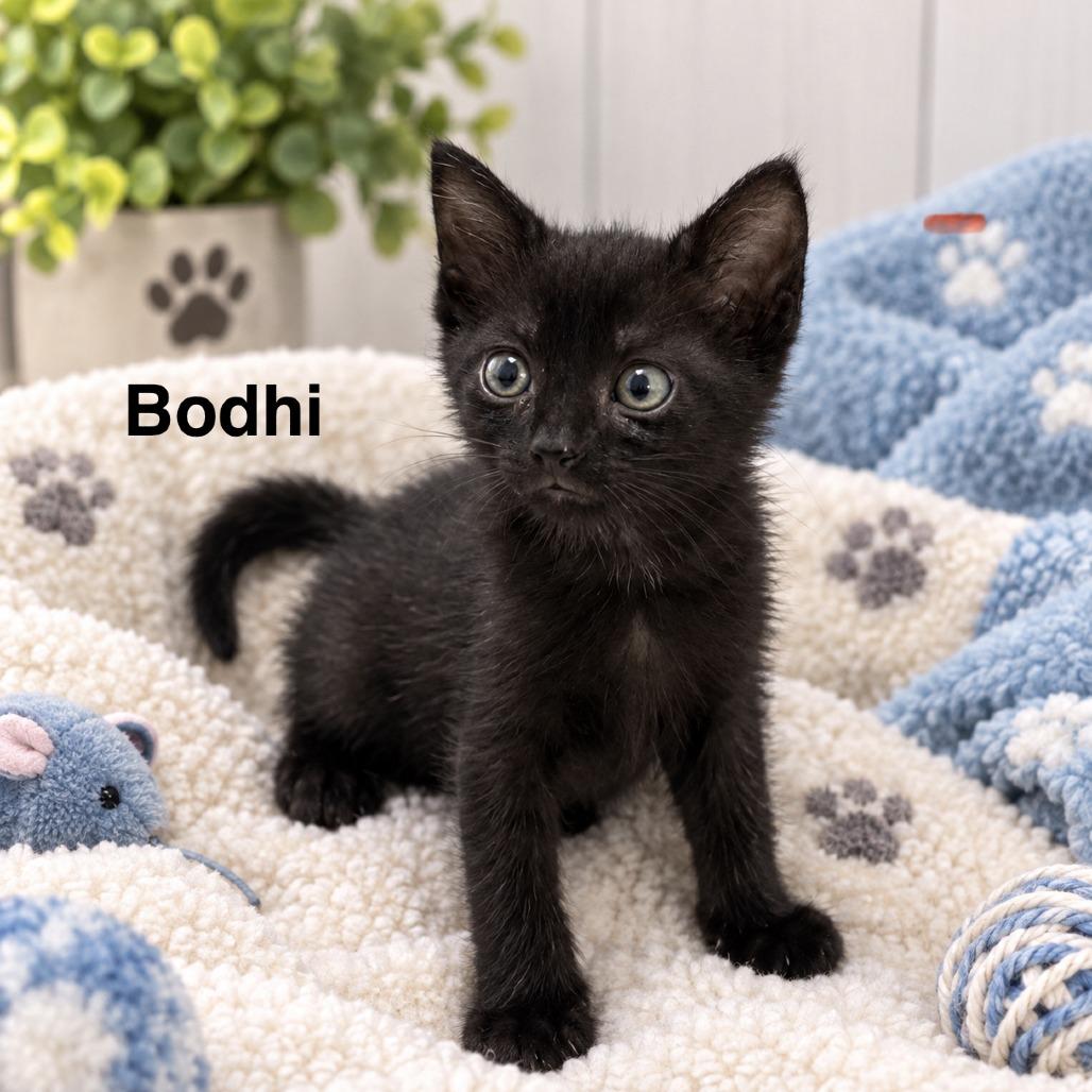 Enlarge Bodhi, a Adopted Domestic Short Hair in Peachtree City, GA image 6/6