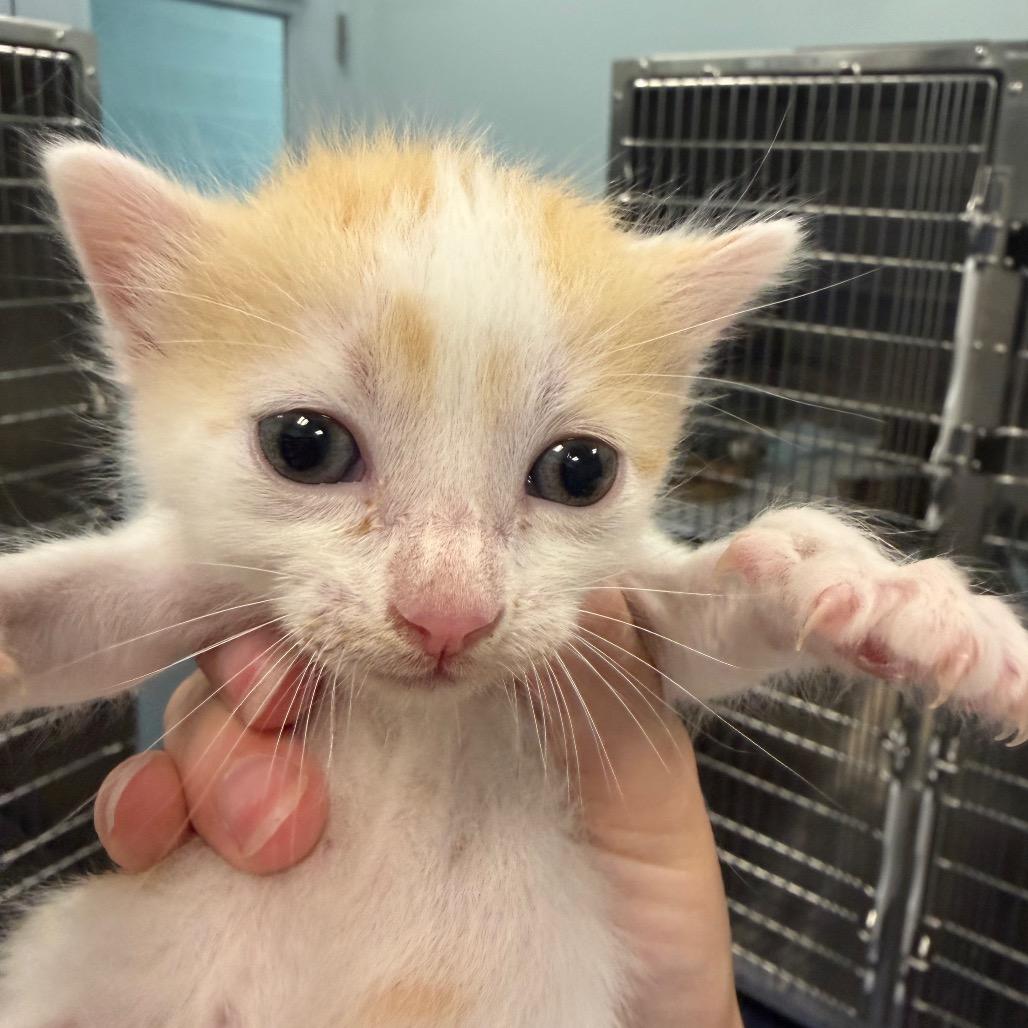 Newtons, Adoptable, Kitten Male Domestic Short Hair.