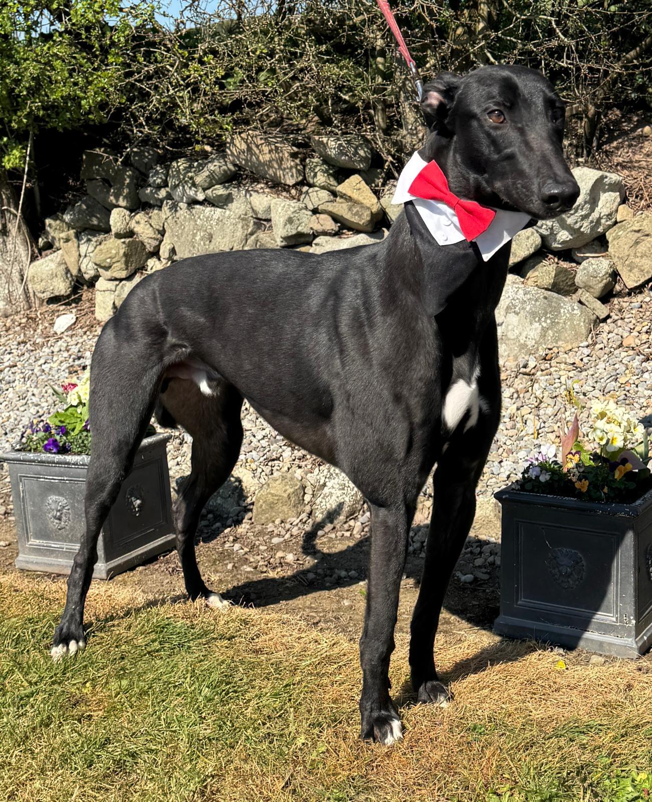 Enlarge Syd (Glenbowen Syd), a ADOPTABLE Greyhound in North Port, FL image 1/2