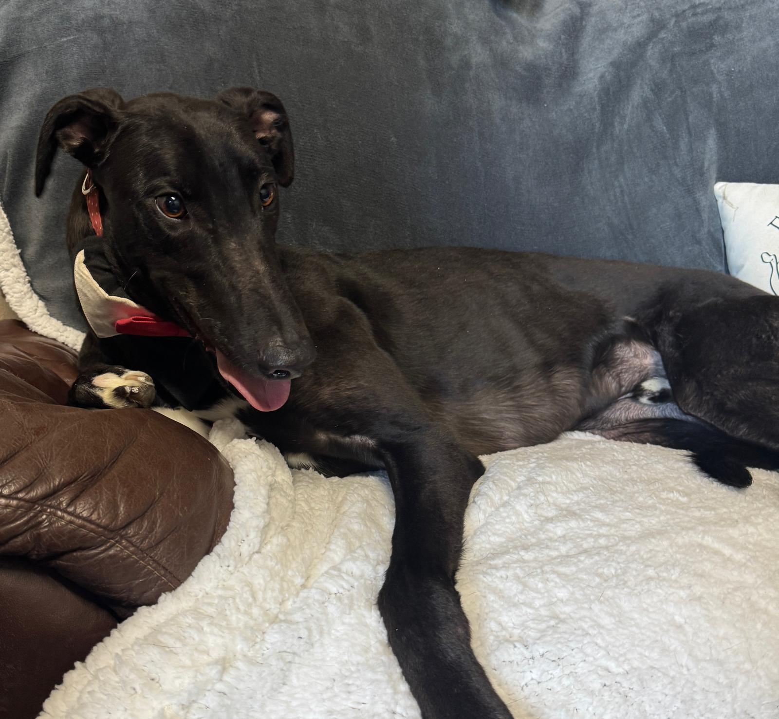 Enlarge Syd (Glenbowen Syd), a ADOPTABLE Greyhound in North Port, FL image 2/2