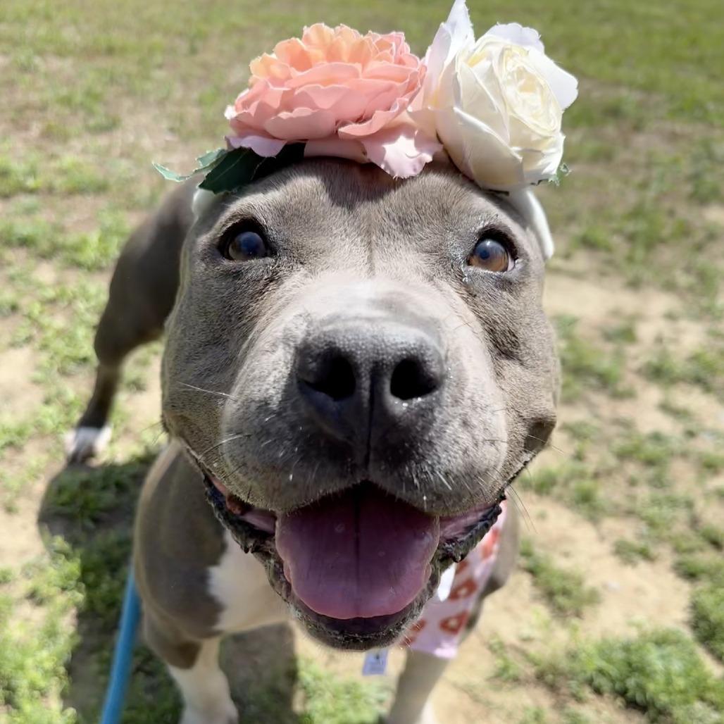 Polly, Adoptable, Adult Female Pit Bull Terrier & Mixed Breed.