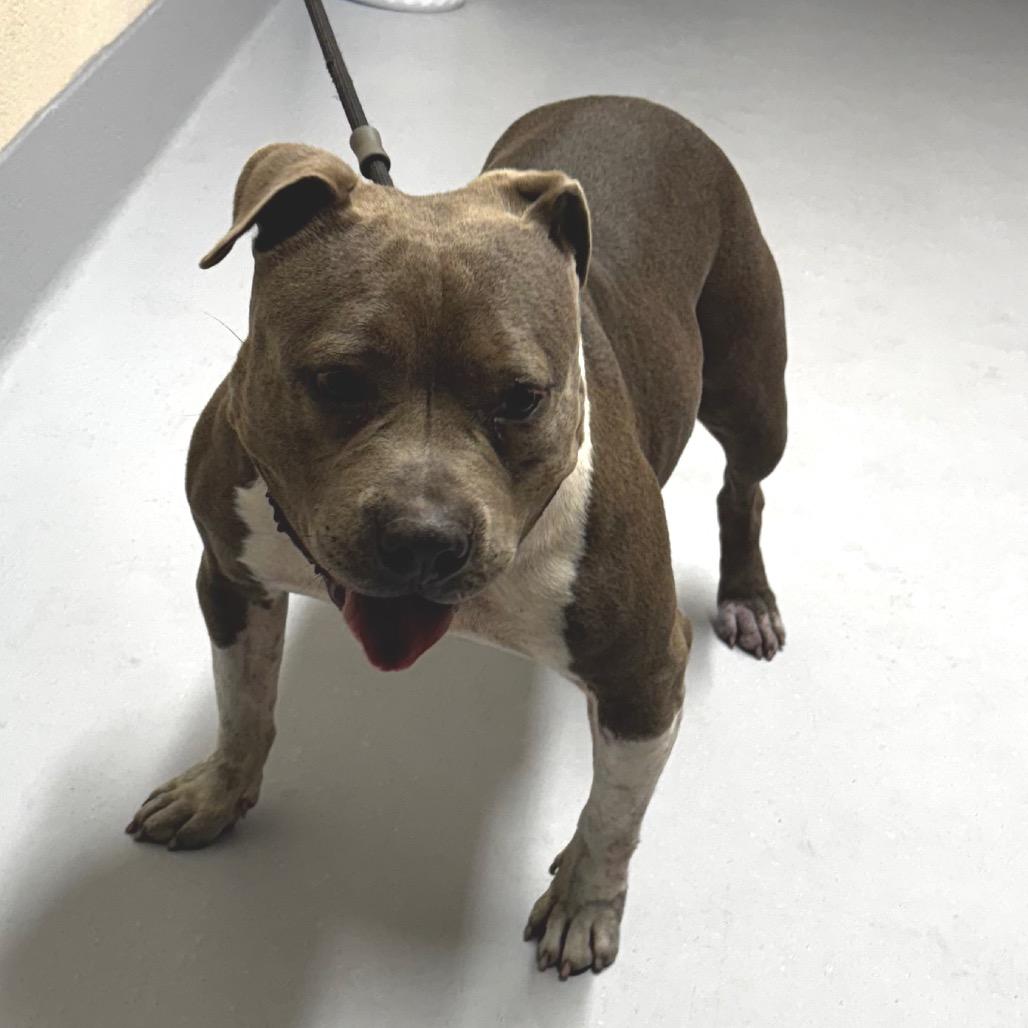 Enlarge Polly, a Adoptable mixed breed in Concord, NC image 2/6