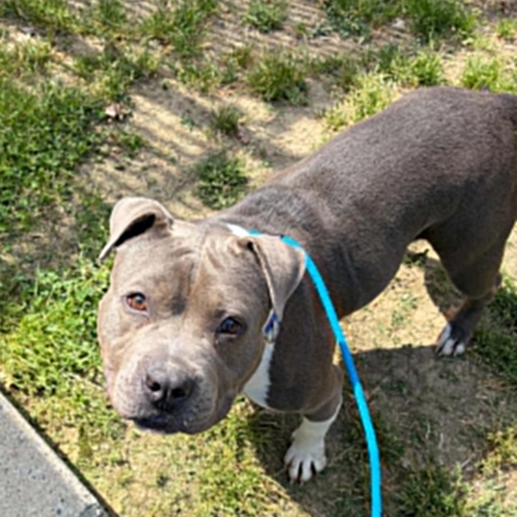 Enlarge Polly, a Adoptable mixed breed in Concord, NC image 3/6
