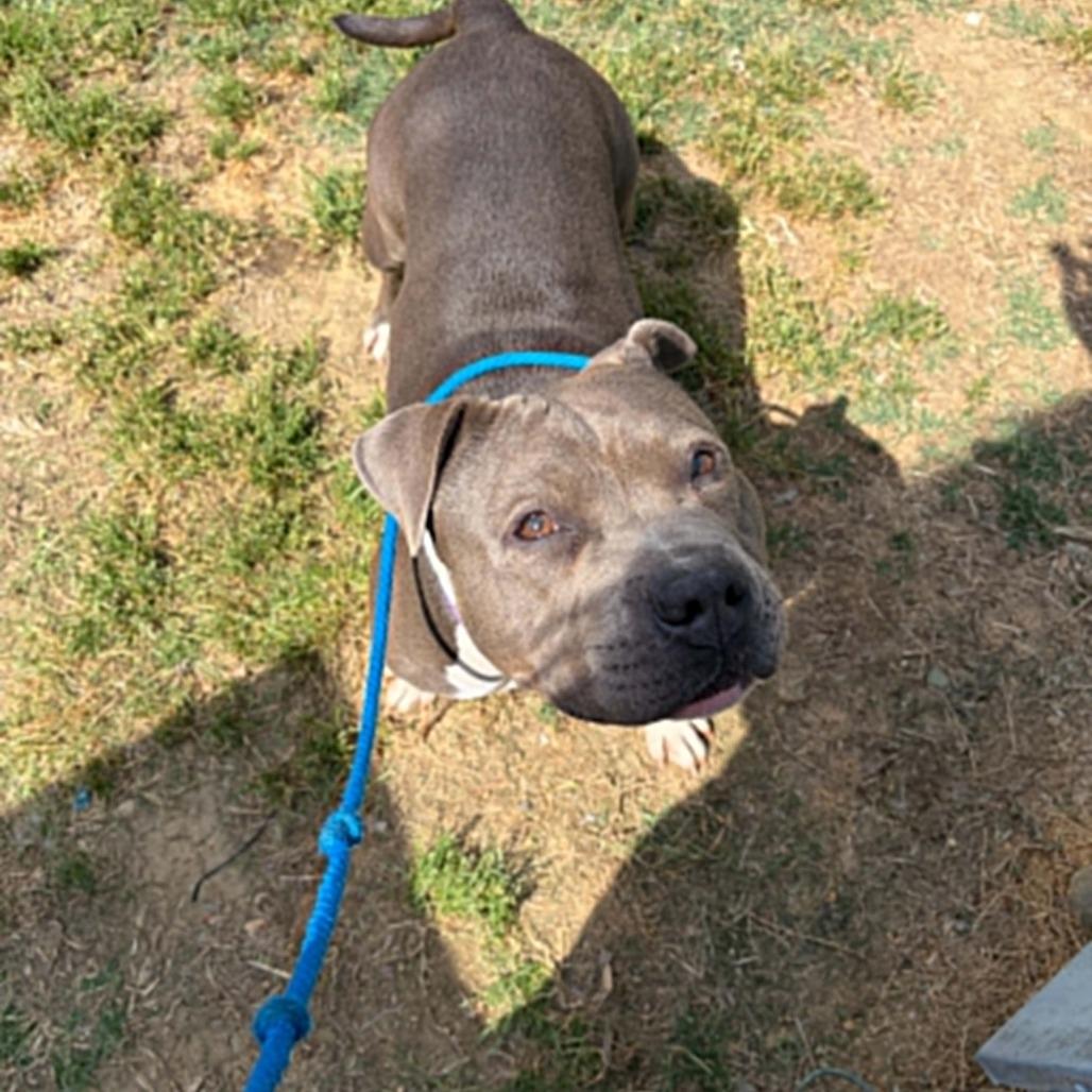 Enlarge Polly, a Adoptable mixed breed in Concord, NC image 4/6