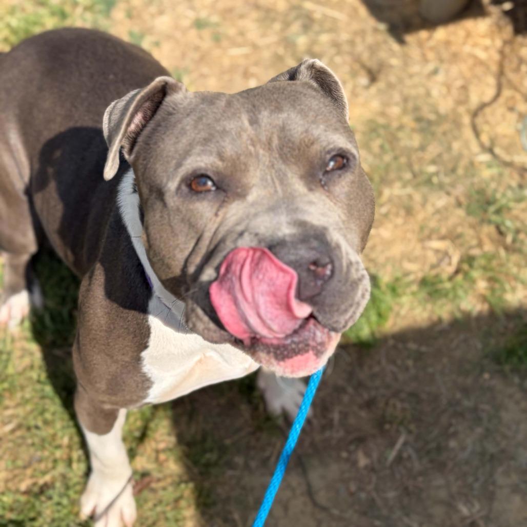 Enlarge Polly, a Adoptable mixed breed in Concord, NC image 5/6