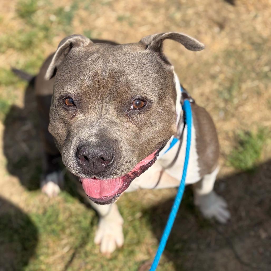 Enlarge Polly, a Adoptable mixed breed in Concord, NC image 6/6