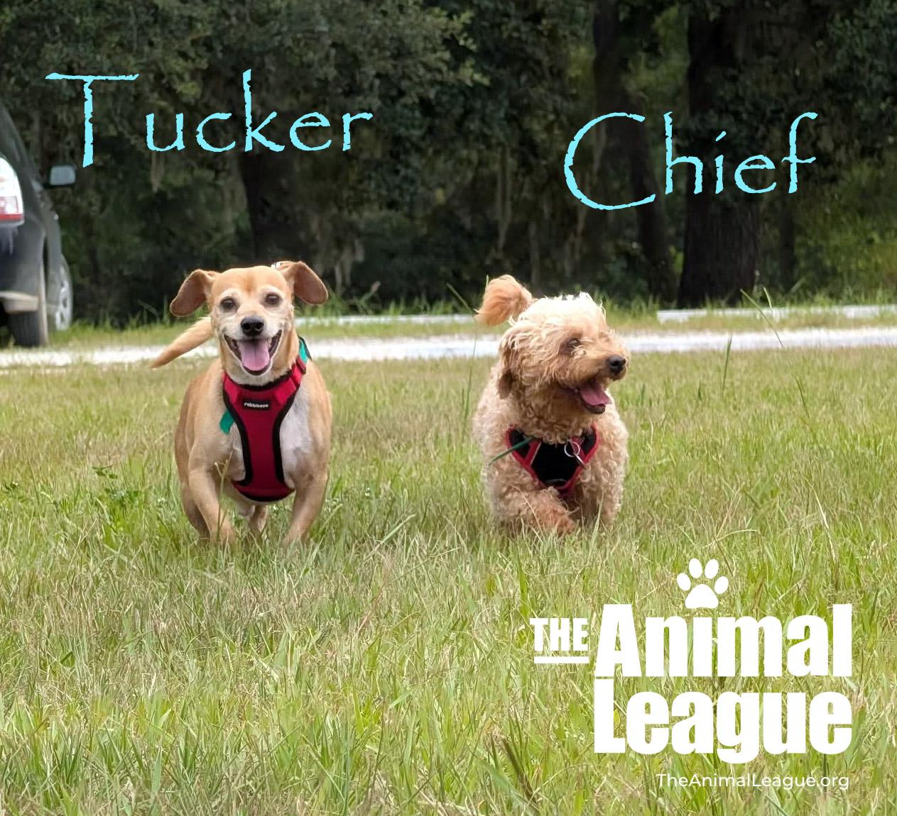 Chief, a ADOPTABLE mixed breed in Groveland, FL image 4/5
