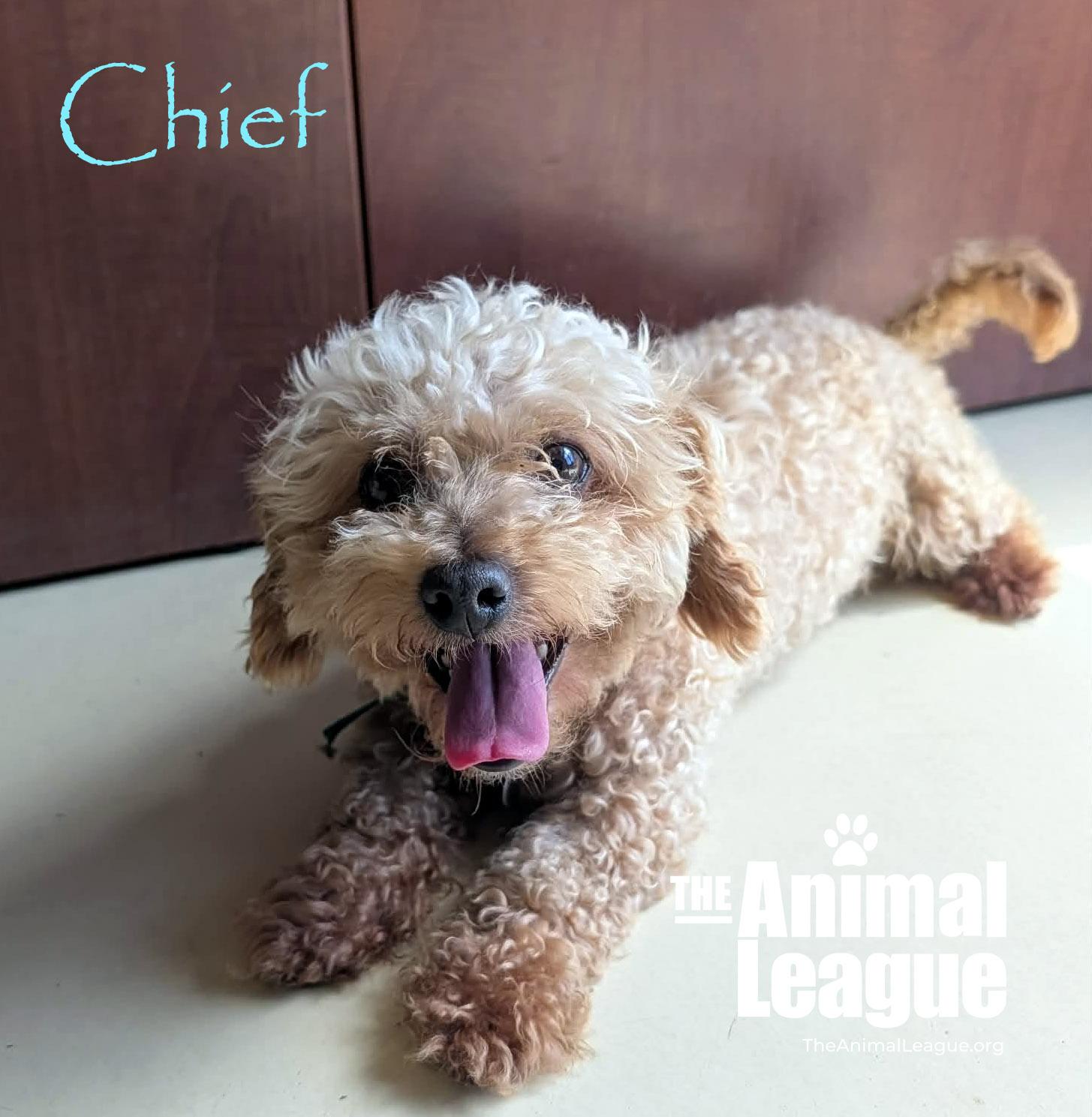 Chief, a ADOPTABLE mixed breed in Groveland, FL image 2/5