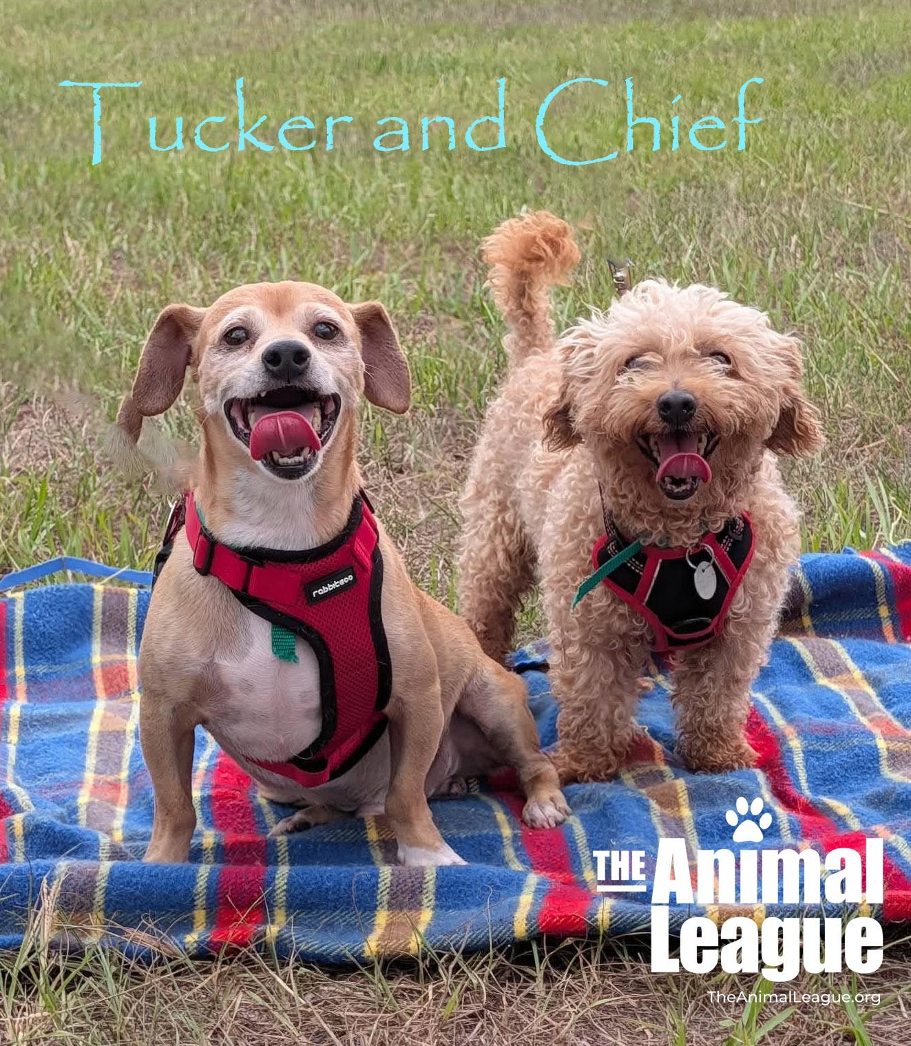 Chief, a ADOPTABLE mixed breed in Groveland, FL image 5/5