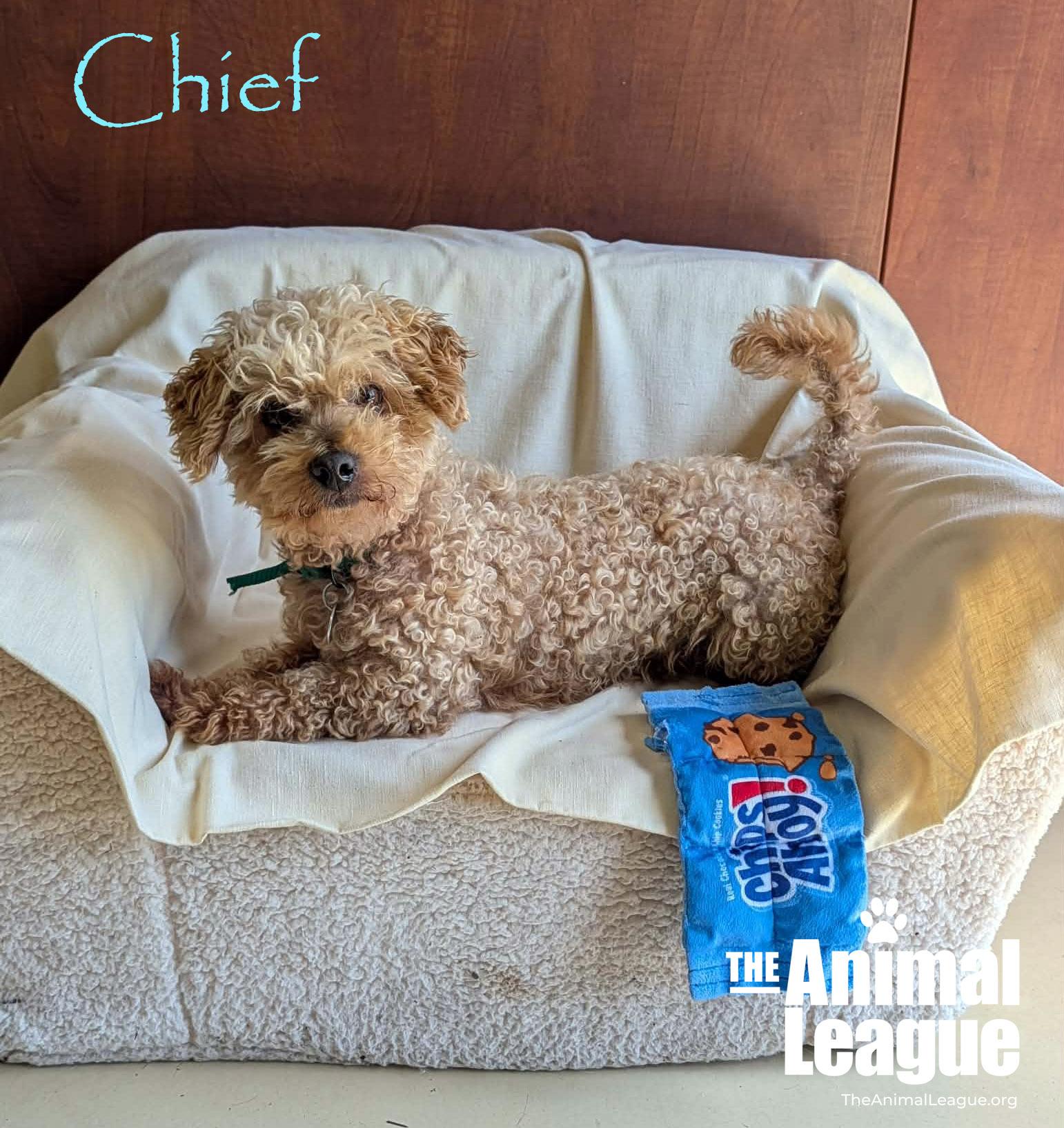 Chief, ADOPTABLE, Adult Male Miniature Poodle.