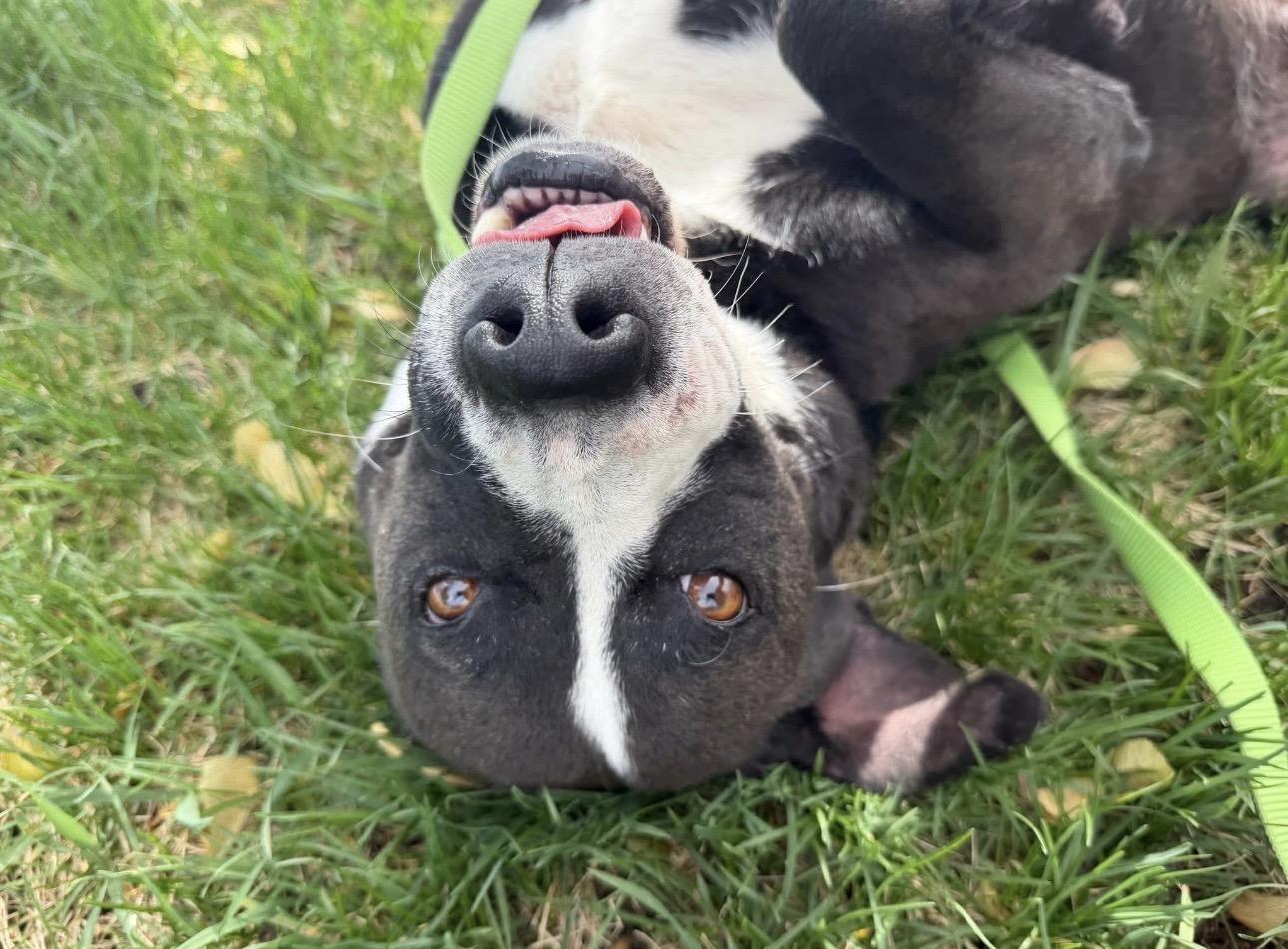 Ramen, ADOPTABLE, Adult Male Shepherd.