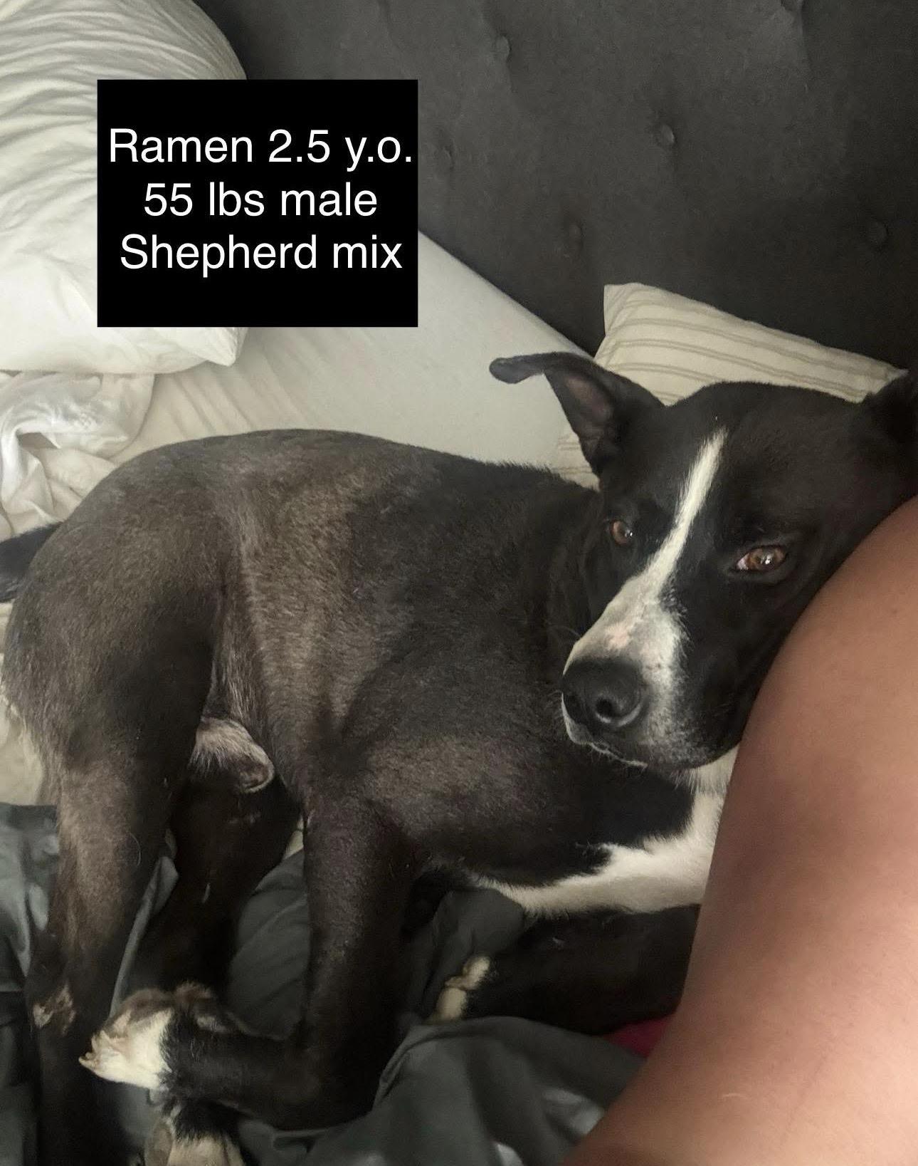 Ramen, a ADOPTABLE mixed breed in Thornton, CO image 6/6