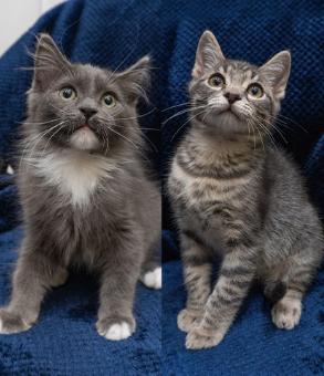 Hank & Hairy (Bonded Pair), an adopted Domestic Short Hair in Encinitas, CA image 1/3