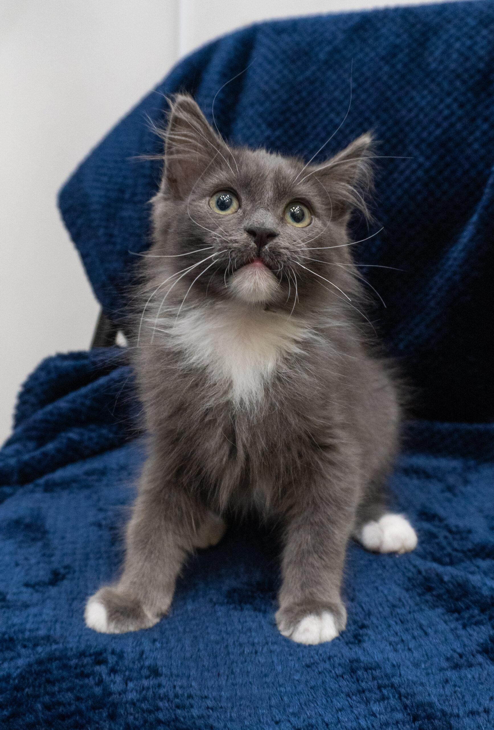 Hank & Hairy (Bonded Pair), an adopted Domestic Short Hair in Encinitas, CA image 3/3