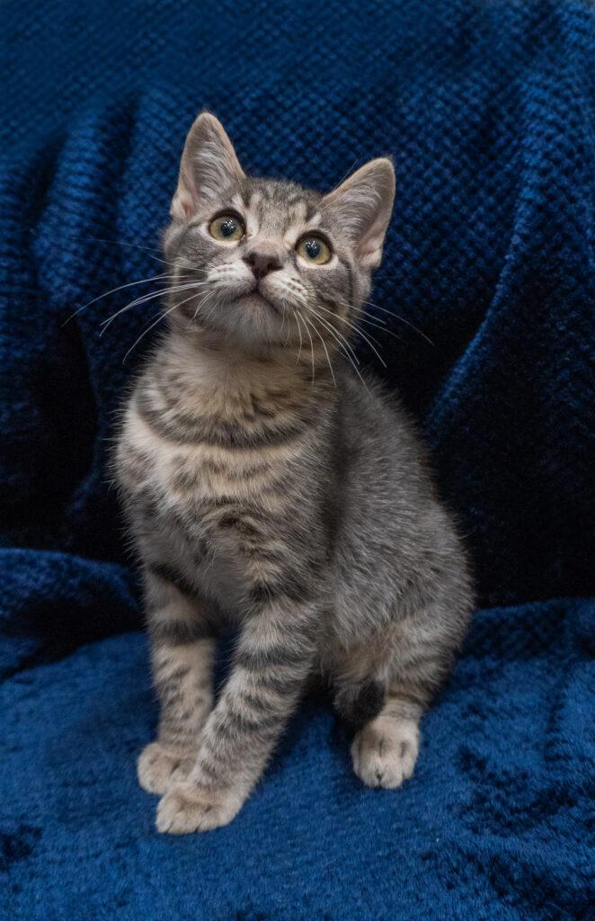 Hank & Hairy (Bonded Pair), an adopted Domestic Short Hair in Encinitas, CA image 2/3