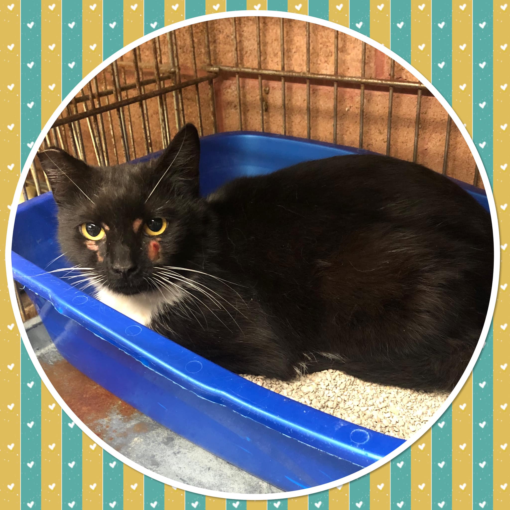 Cat for adoption BOOTS, a Domestic Short Hair in Buckhannon, WV Petfinder