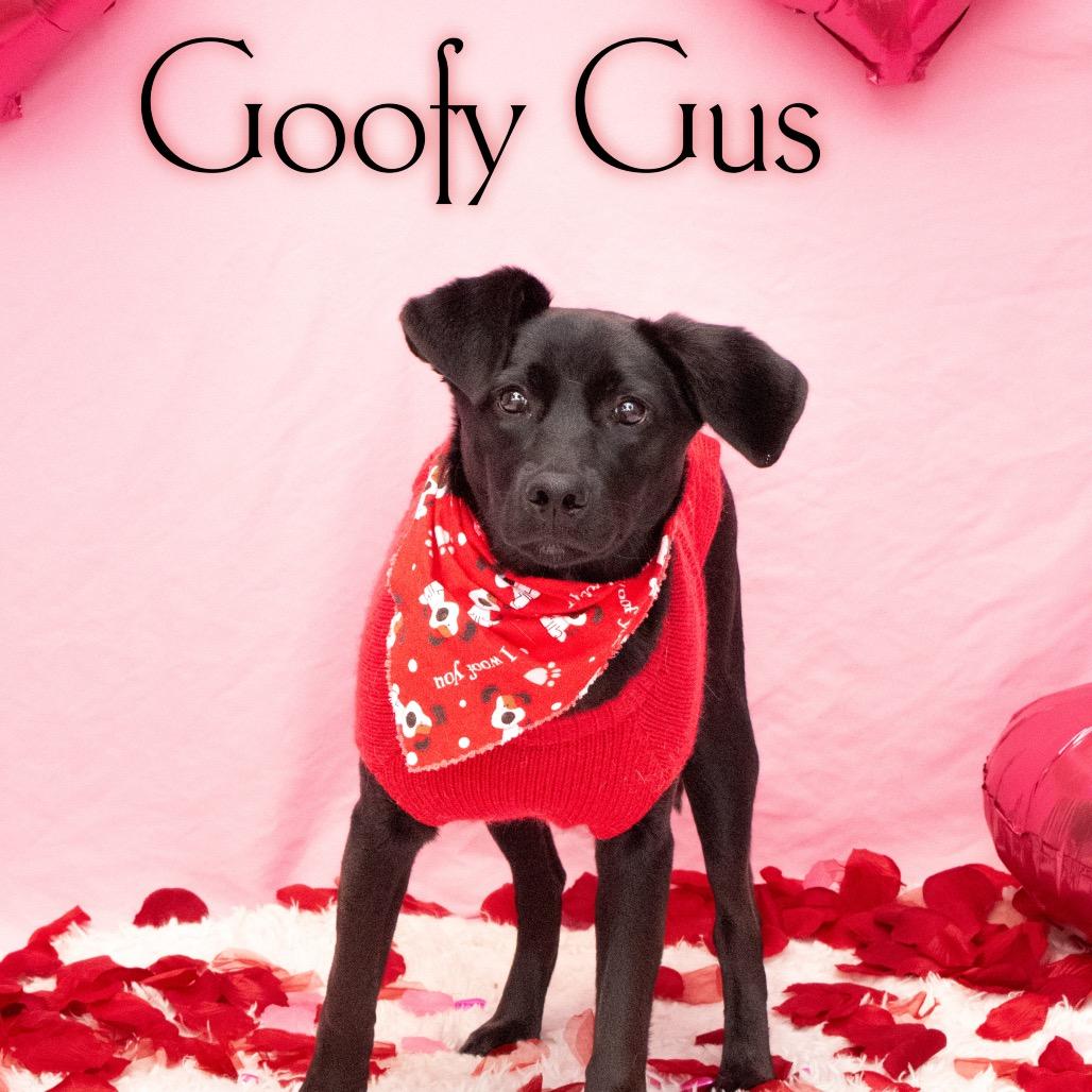 Goofy Gus thumbnail 2