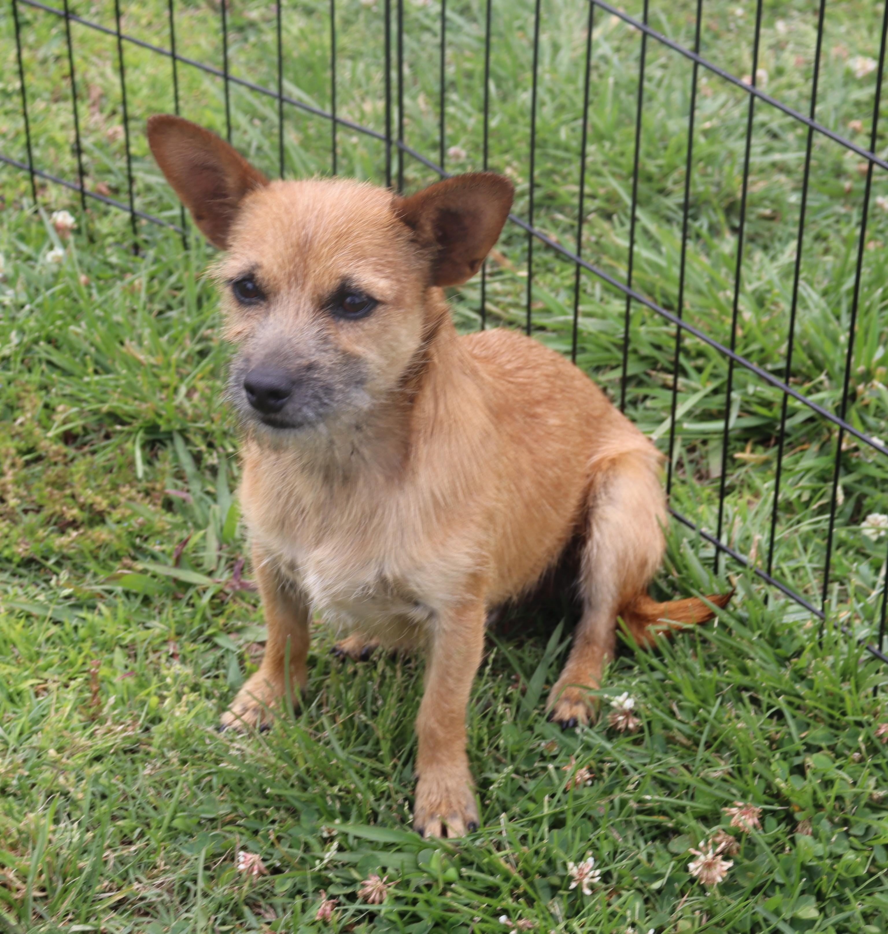 Enlarge Rascal, a Adoptable mixed breed in Brentwood , NH image 3/6