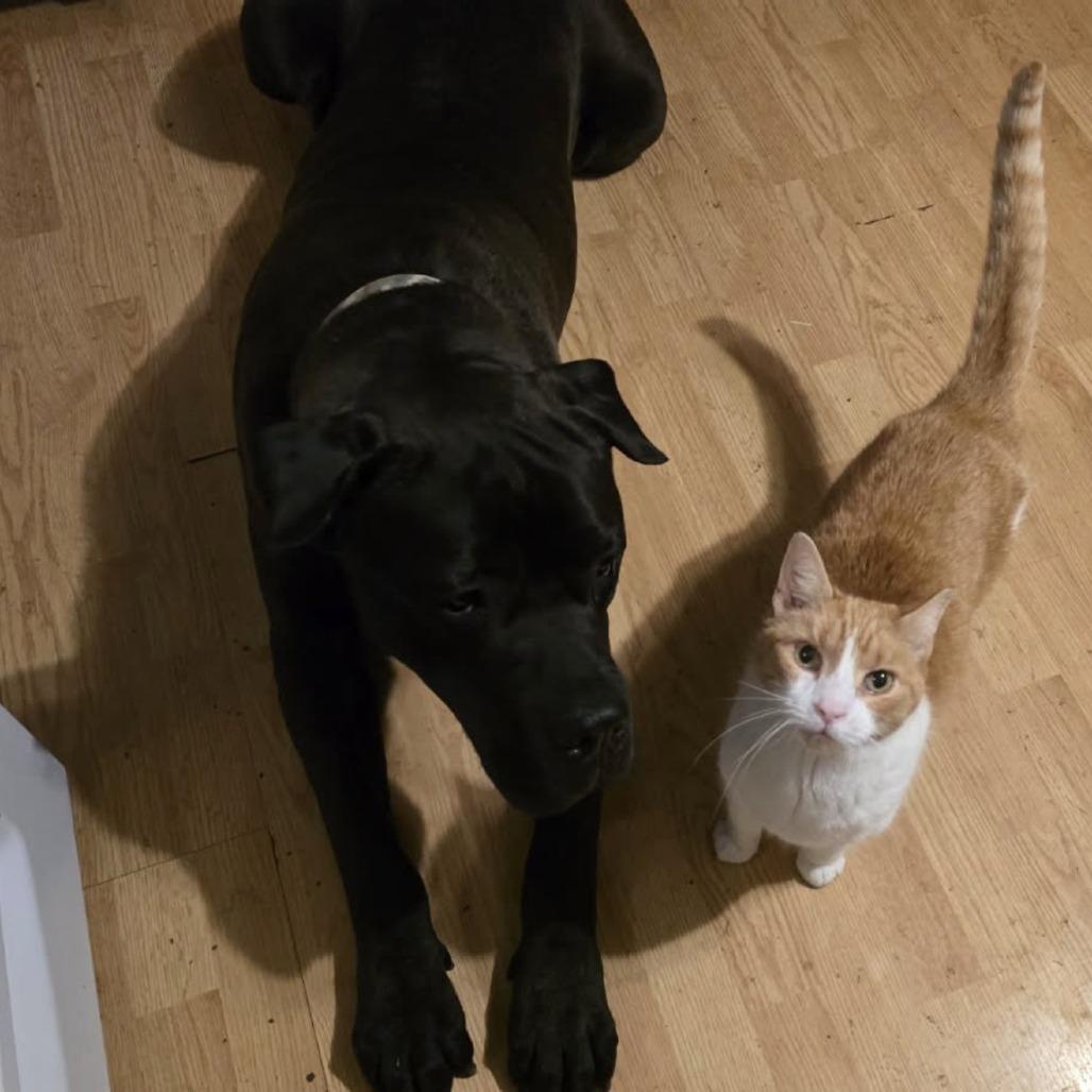 Alexander, Adoptable, Adult Male Cane Corso.