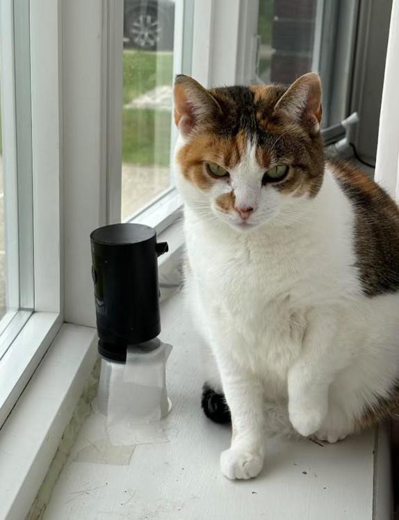 Niamh, a Adoptable Calico in Nutley, NJ image 1/4