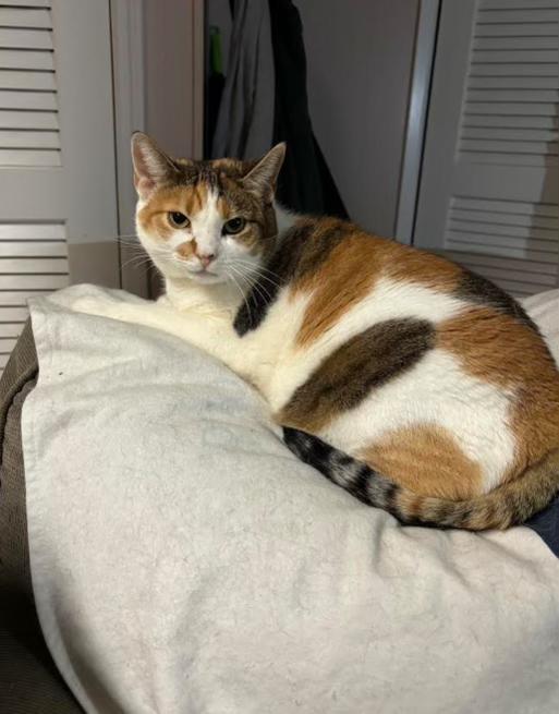 Niamh, Adoptable, Adult Female Calico.