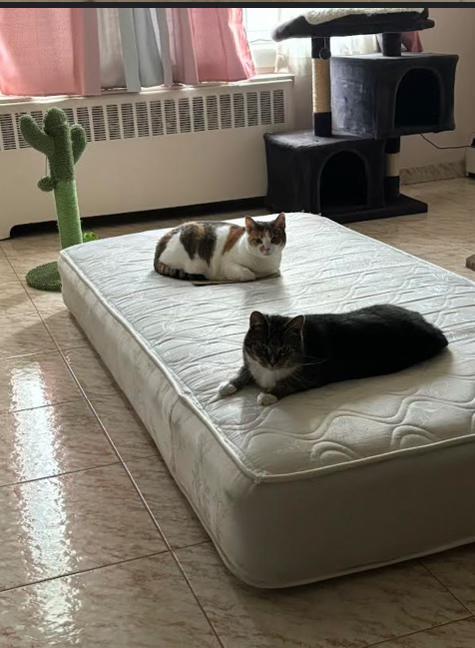 Niamh, a Adoptable Calico in Nutley, NJ image 3/4