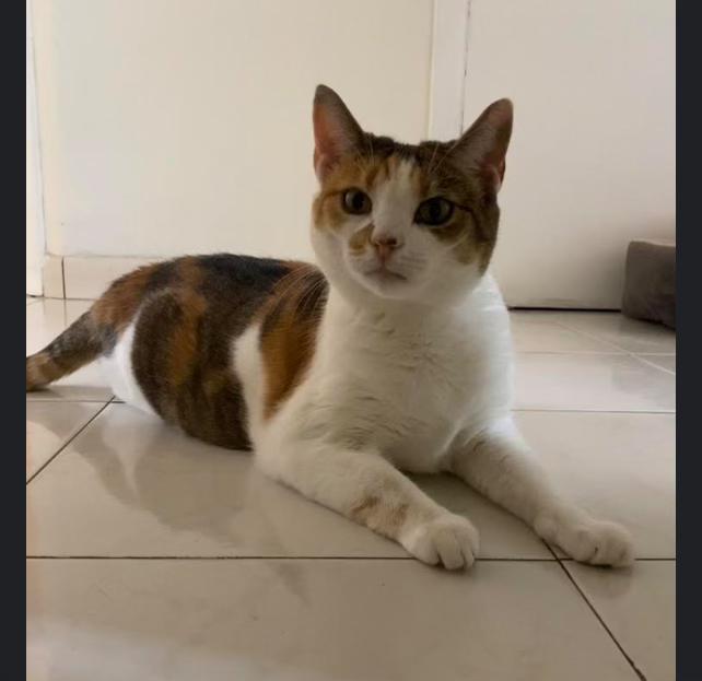 Niamh, a Adoptable Calico in Nutley, NJ image 4/4