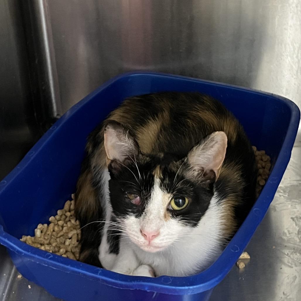 Enlarge Georgia, a Adoptable Domestic Short Hair in Mount Gilead, NC image 1/3