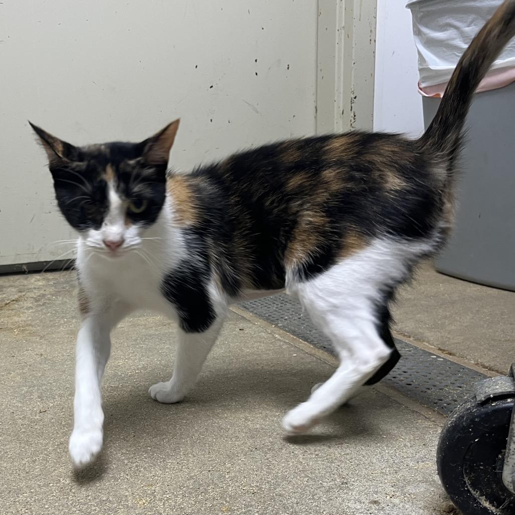 Enlarge Georgia, a Adoptable Domestic Short Hair in Mount Gilead, NC image 3/3