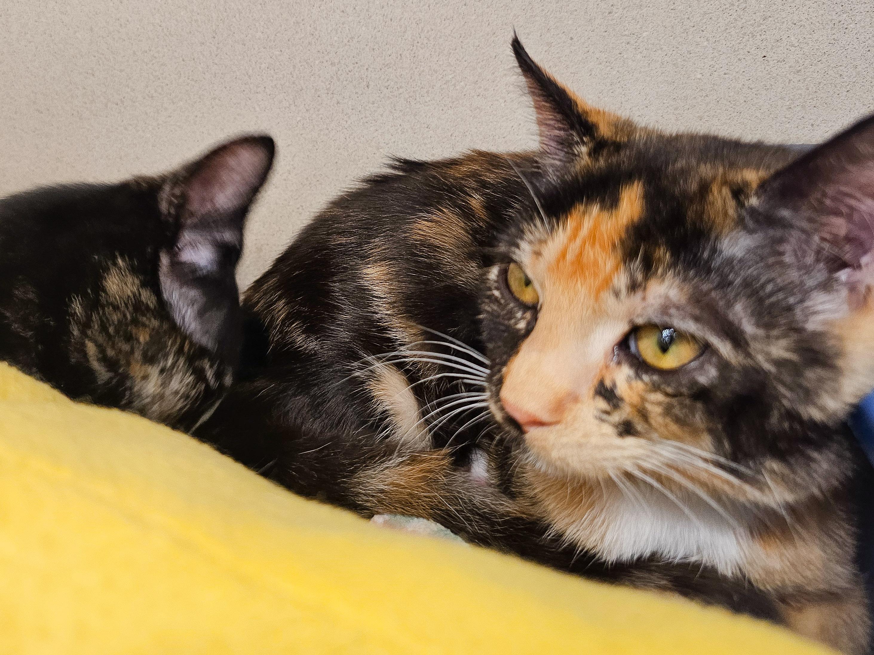 Enlarge Meg, a Adoptable Domestic Short Hair in Naples, FL image 4/6
