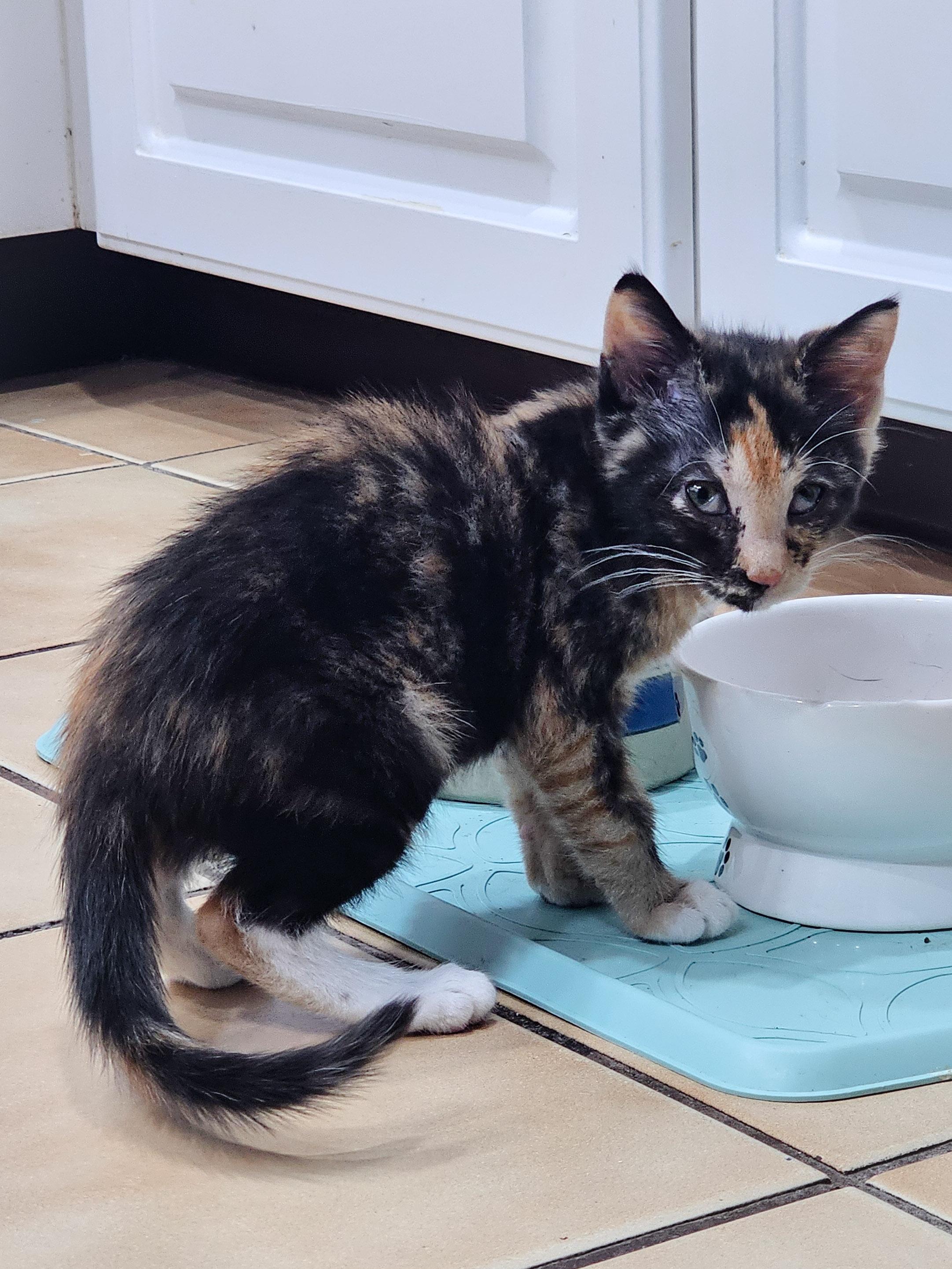 Meg, a Adoptable Domestic Short Hair in Naples, FL image 3/3
