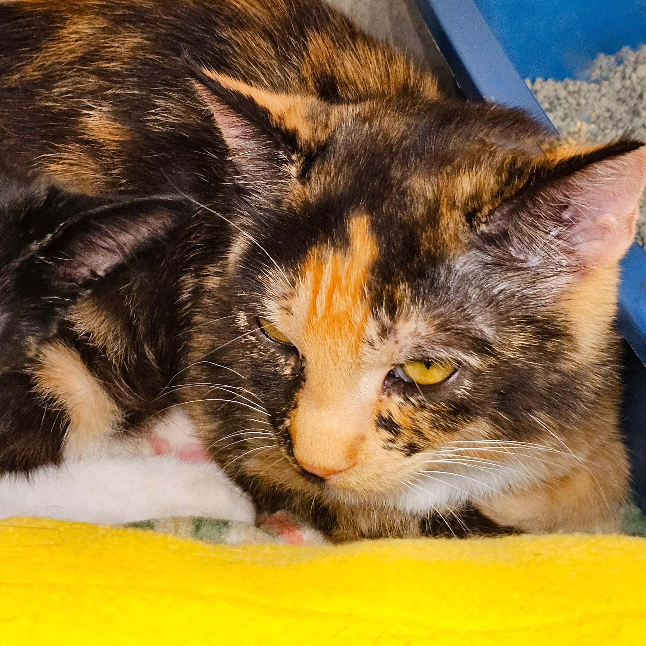 Enlarge Meg, a Adoptable Domestic Short Hair in Naples, FL image 5/6
