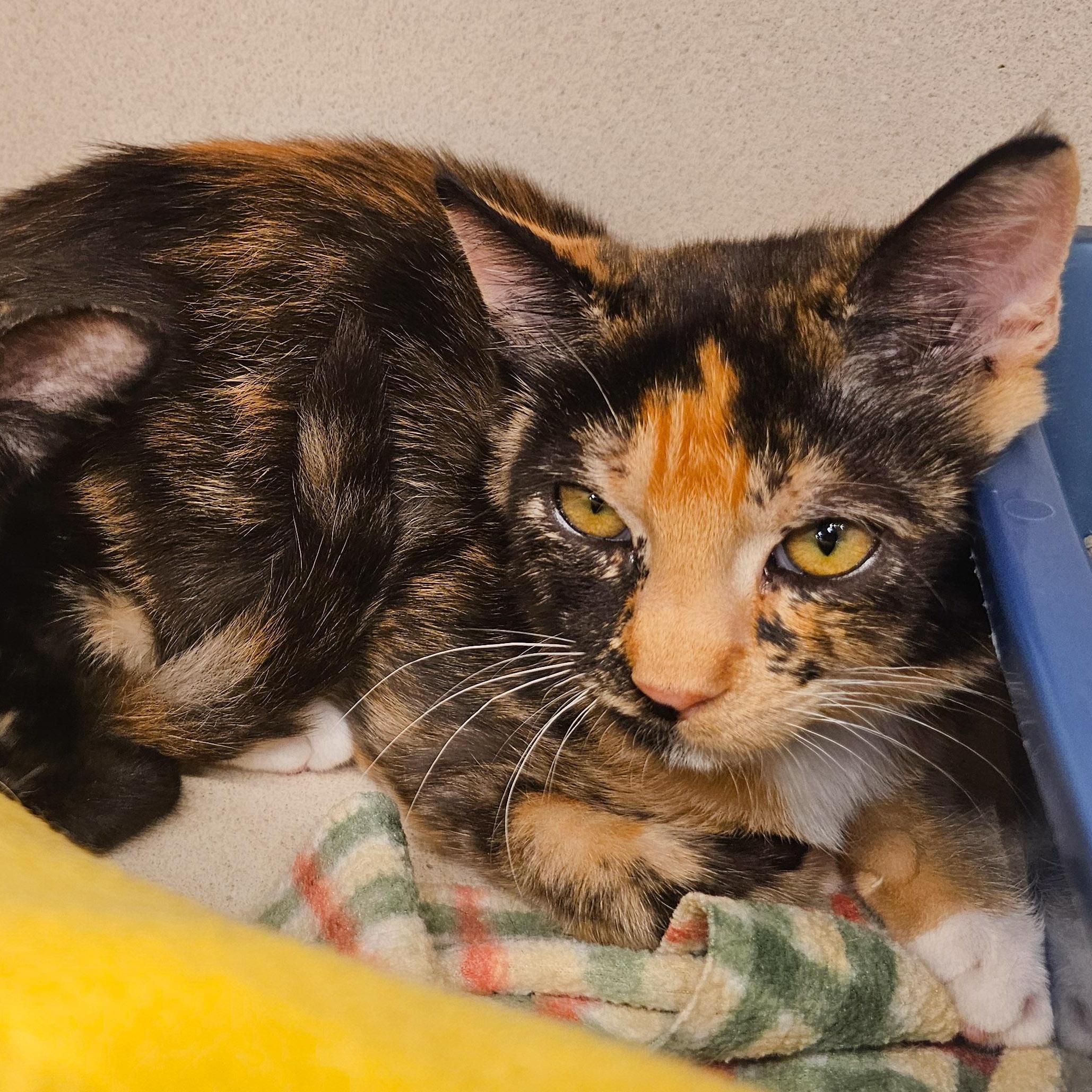 Meg, Adoptable, Young Female Domestic Short Hair.