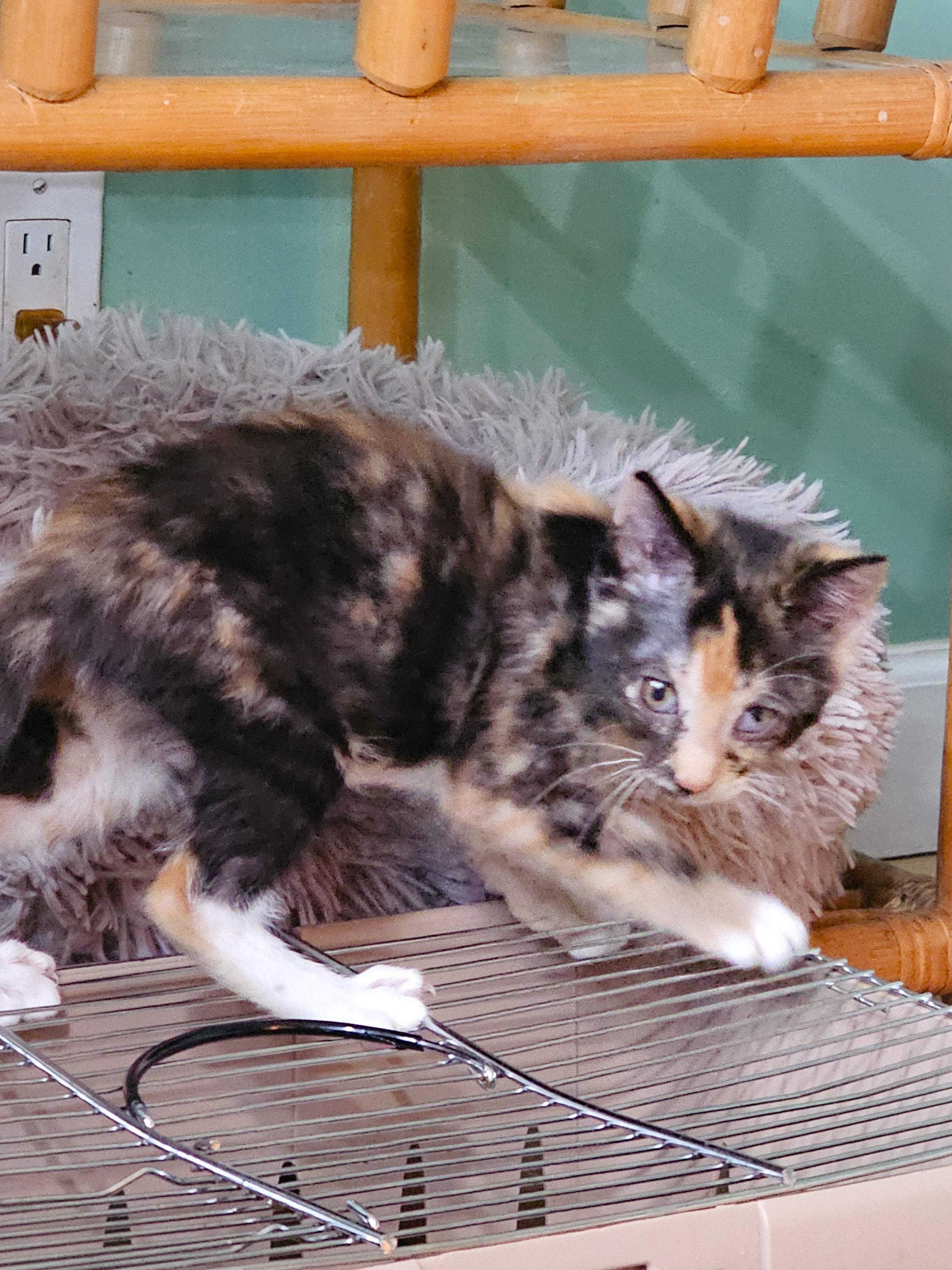 Meg, a Adoptable Domestic Short Hair in Naples, FL image 2/3