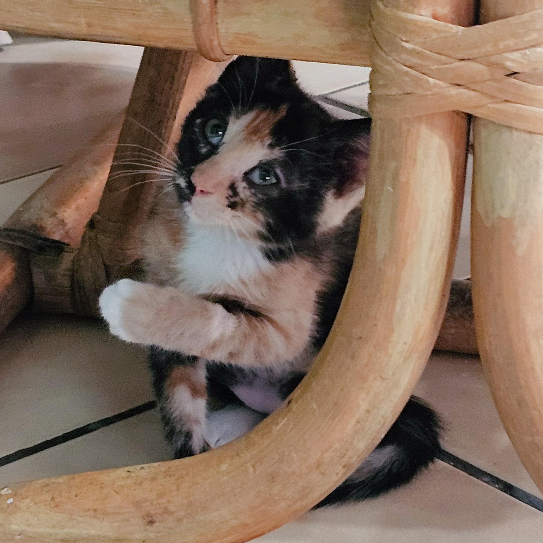 Enlarge Meg, a Adoptable Domestic Short Hair in Naples, FL image 2/6
